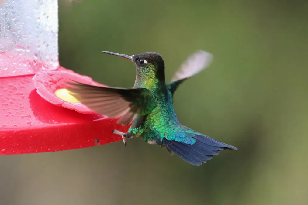 File:Panterpe insignis in Costa Rica 02.jpg