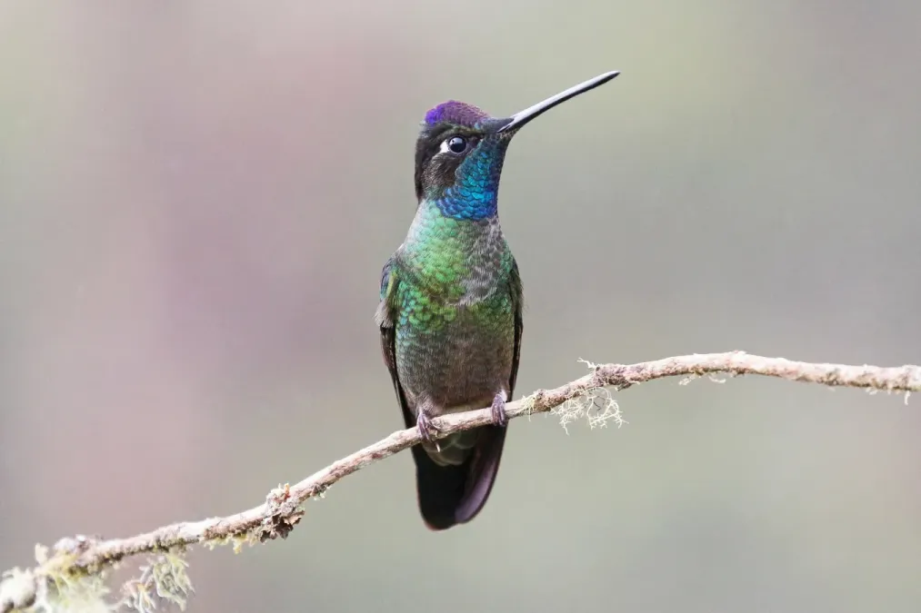 File:Eugenes fulgens in Costa Rica.jpg