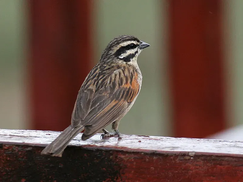 File:Cape bunting (Emberiza capensis).jpg