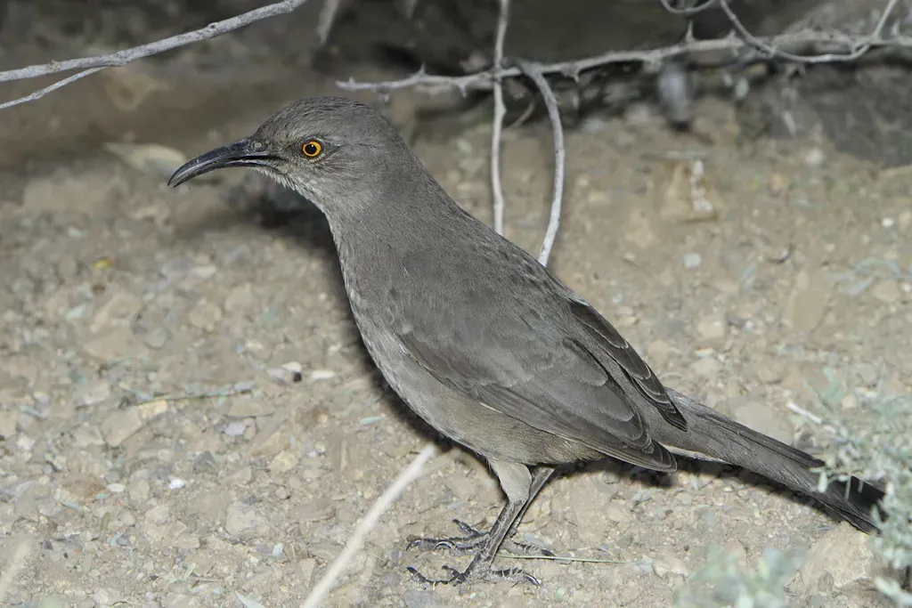 File:Curve-billed Thrasher (Toxostoma curvirostre).jpg