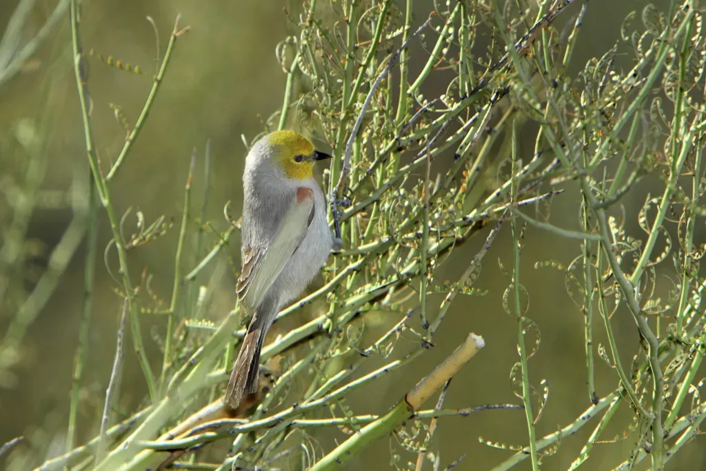 File:Verdin (Auriparus flaviceps).jpg