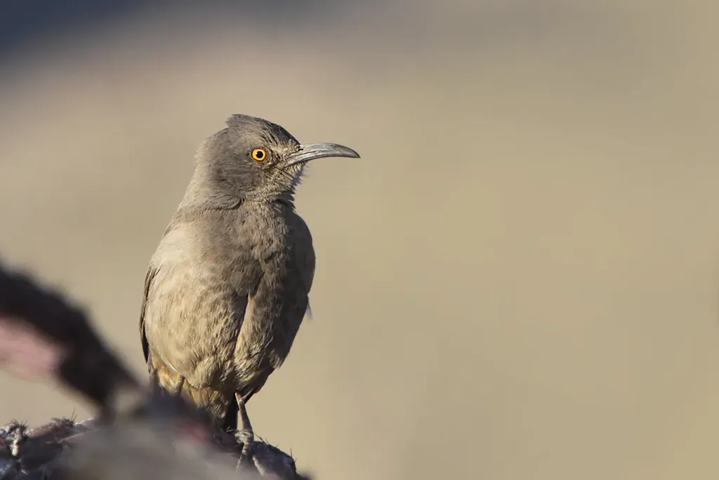 File:Curve-billed Thrasher (Toxostoma curvirostre) in Sabino Canyon, Arizona.jpg