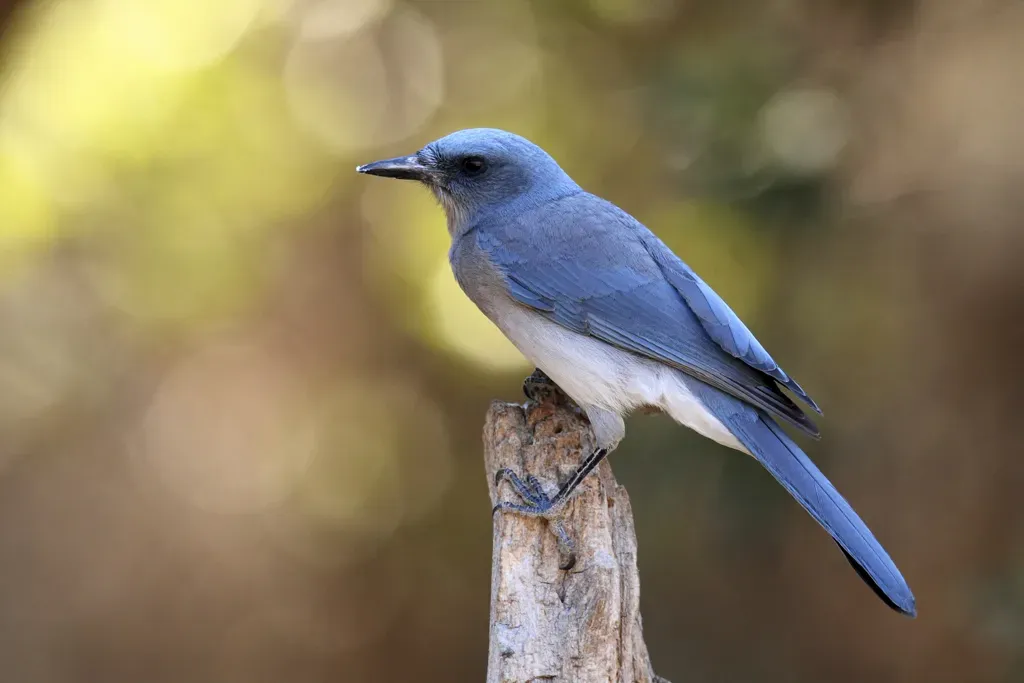 File:Mexican Jay Aphelocoma wollweberi 3.jpg
