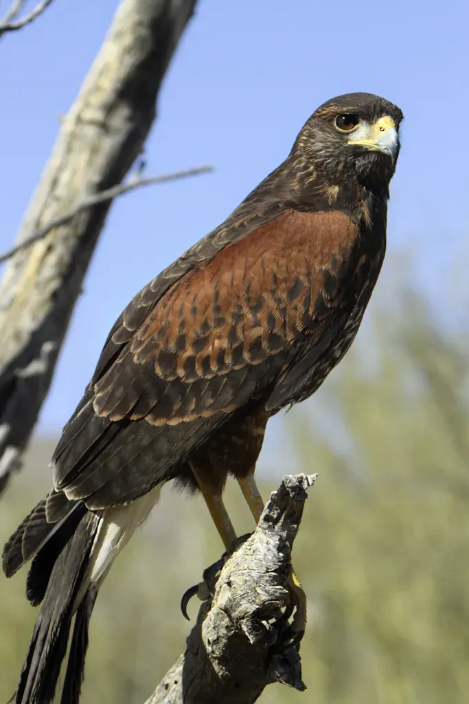 File:Harris's Hawk (Parabuteo unicinctus) 3 of 4 in set.jpg