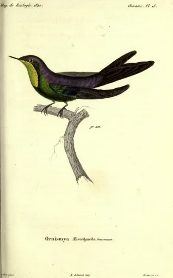 File:Ramphomicron microrhynchum Prêtre.jpg