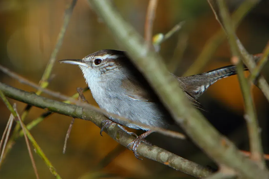 File:Bewick's wren (Thryomanes bewickii).jpg