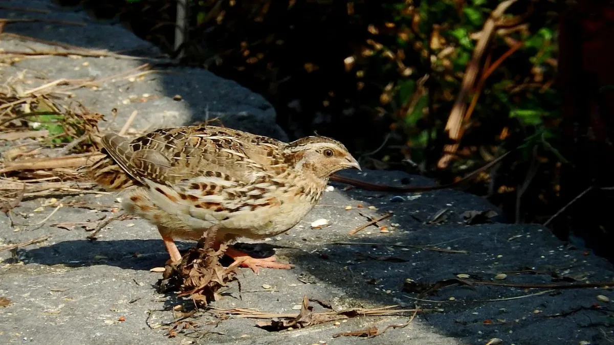 File:Coturnix japonica, Yehliu, Taiwan 2.jpg