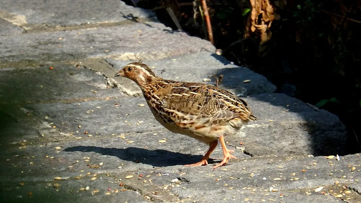 File:Coturnix japonica, Yehliu, Taiwan 3.jpg