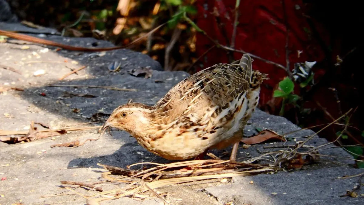 File:Coturnix japonica, Yehliu, Taiwan 4.jpg
