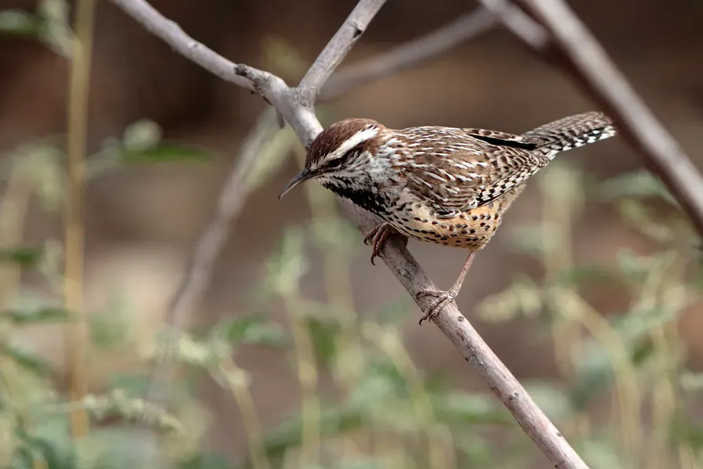 File:Cactus Wren (Campylorhynchus brunneicapillus).jpg