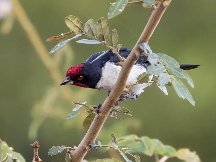 File:Paroaria baeri Araguaia Cardinal; river Araguaia, Aruanã, Goiás, Brazil 03.jpg