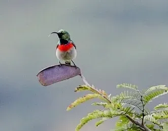 File:Cinnyris manoensis 15608134, crop.jpg