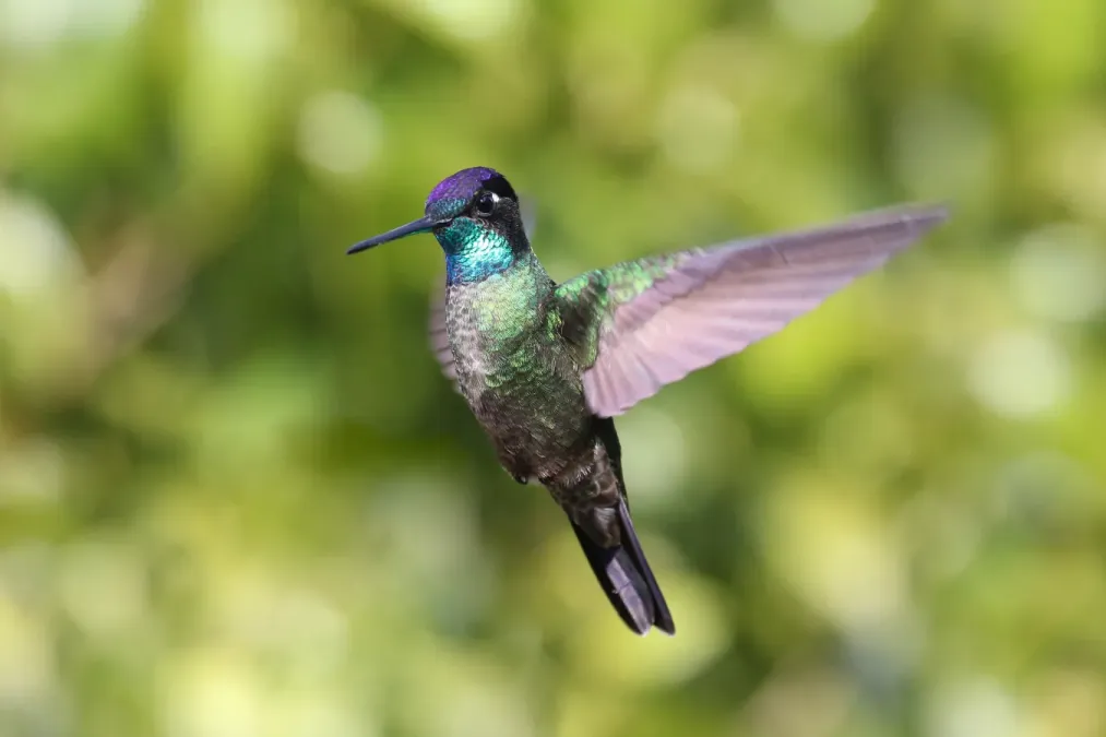 File:Eugenes fulgens in Costa Rica 01.jpg