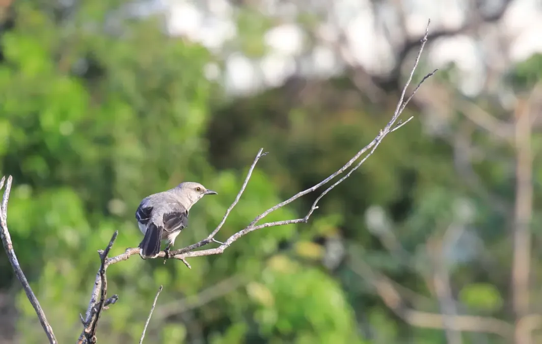 File:Tropical Mockingbird Mimus gilvus Yucatan 1258.jpg