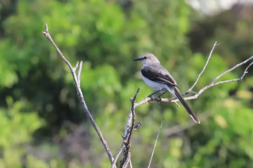 File:Tropical Mockingbird Mimus gilvus Yucatan 1259.jpg