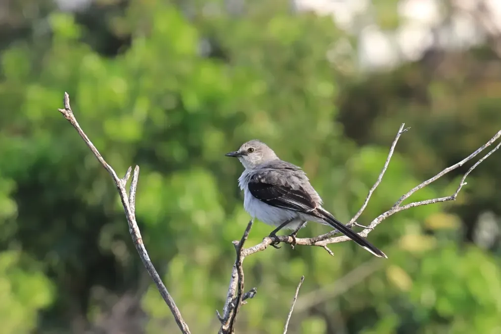 File:Tropical Mockingbird Mimus gilvus Yucatan 1261.jpg