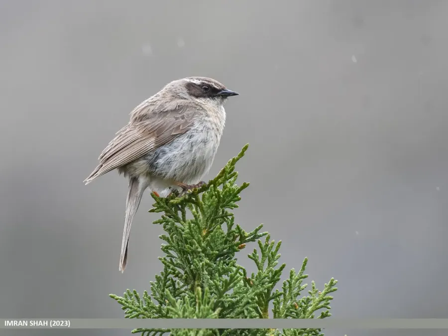 File:Brown Accentor (Prunella fulvescens) - Flickr - gilgit2 (1).jpg