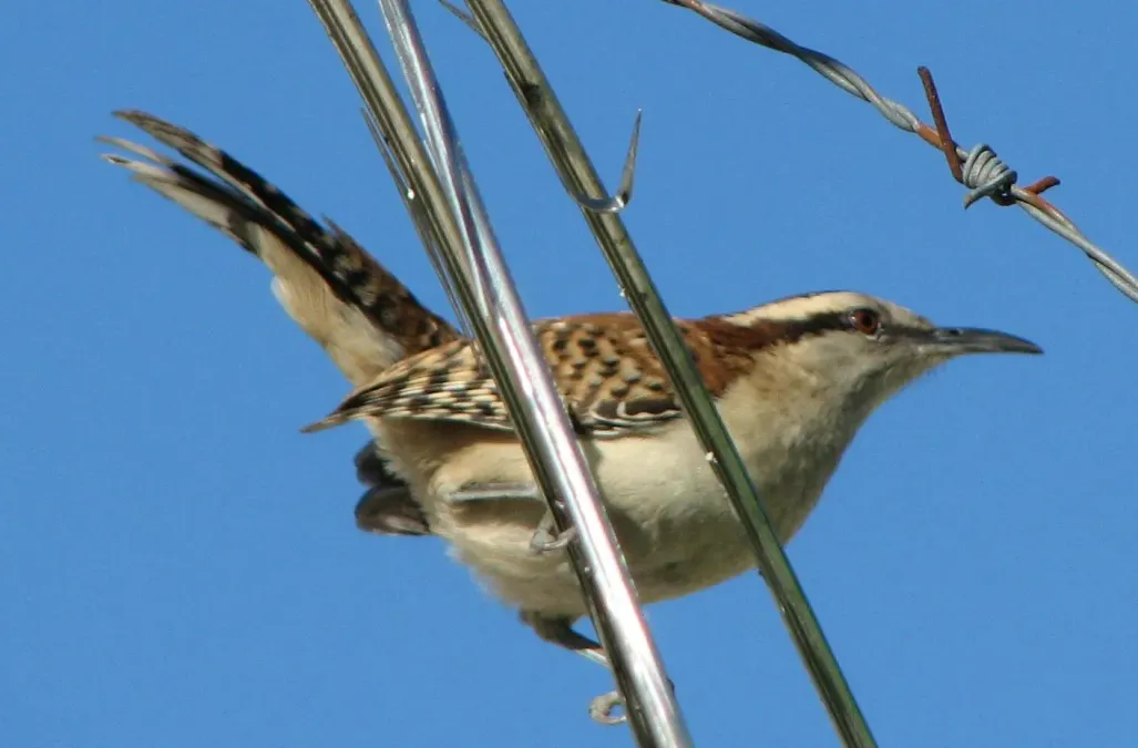 File:Campylorhynchus capistratus 1.jpg