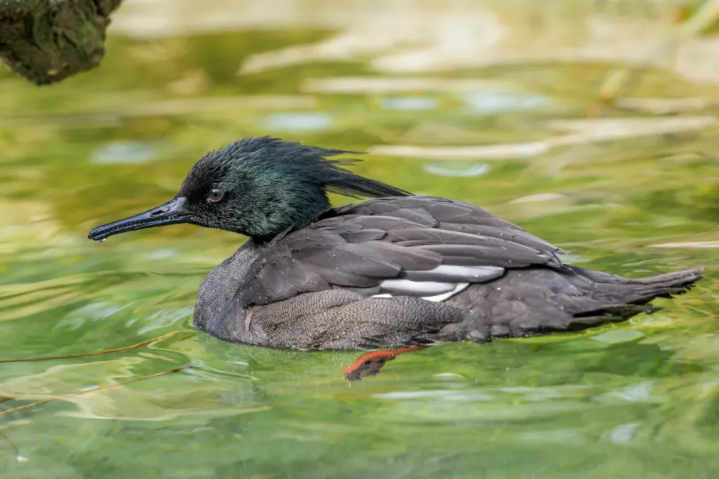 File:Mergus octosetaceus, morčák paranský, Zoo Praha.jpg