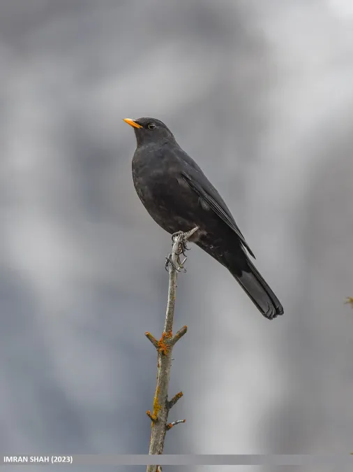File:Tibetan Blackbird (Turdus maximus) (53617634055).jpg