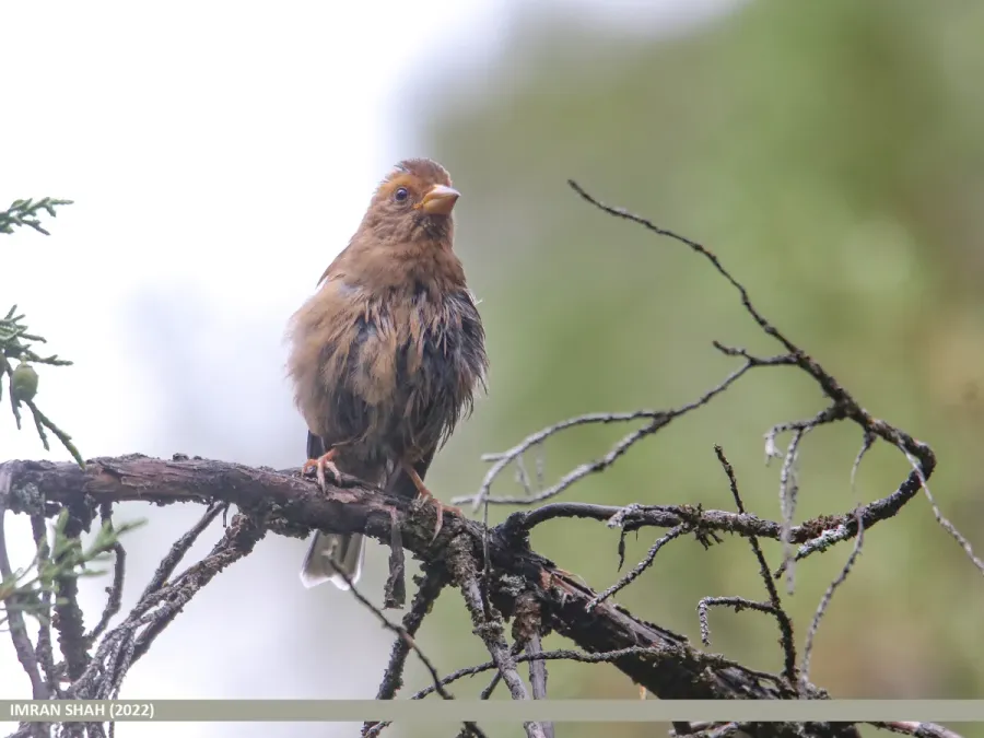 File:Spectacled Finch (Callacanthis burtoni) (53619267575).jpg