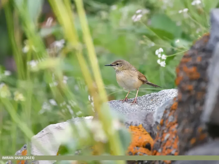 File:Long-billed Bush Warbler (Locustella major) (53619022588).jpg