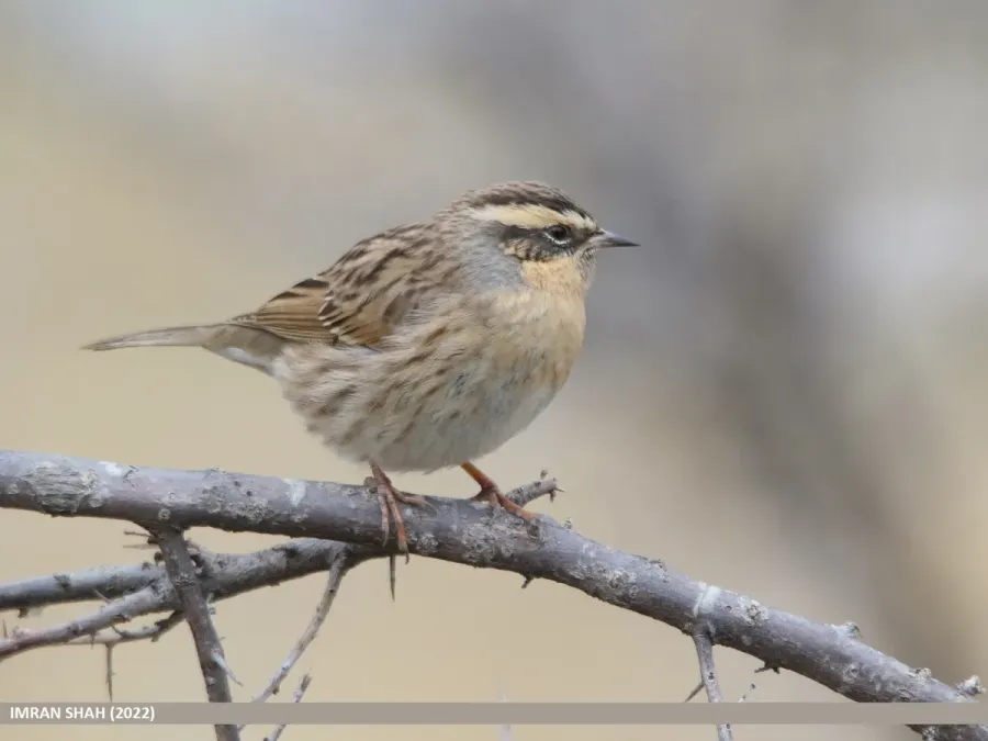 File:Black-throated Accentor (Prunella atrogularis) (53619028783).jpg