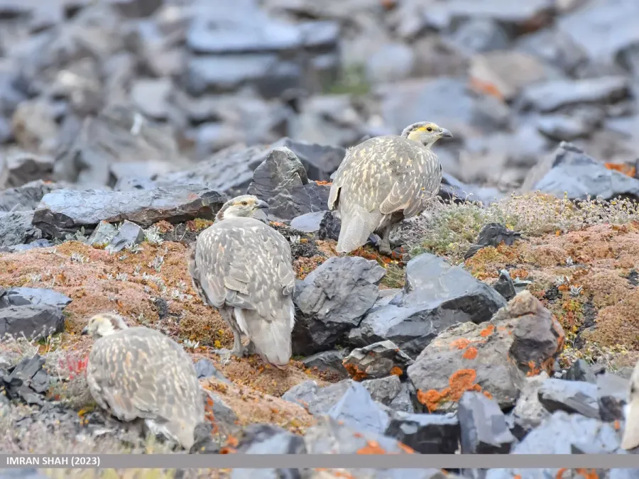 File:Himalayan Snowcock (Tetraogallus himalayensis) (53617940232).jpg