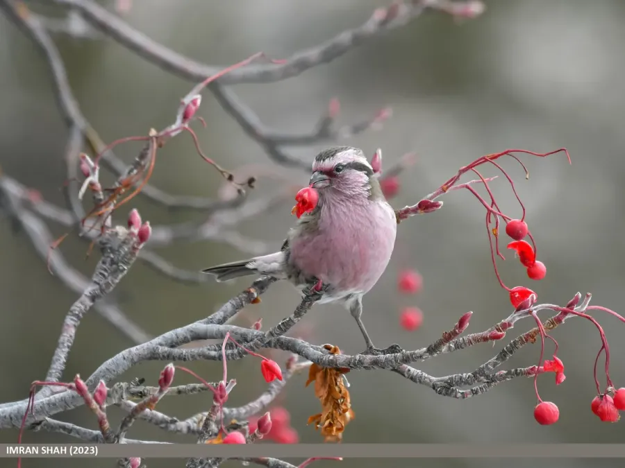 File:Himalayan White-browed Rosefinch (Carpodacus thura) (53613258520).jpg
