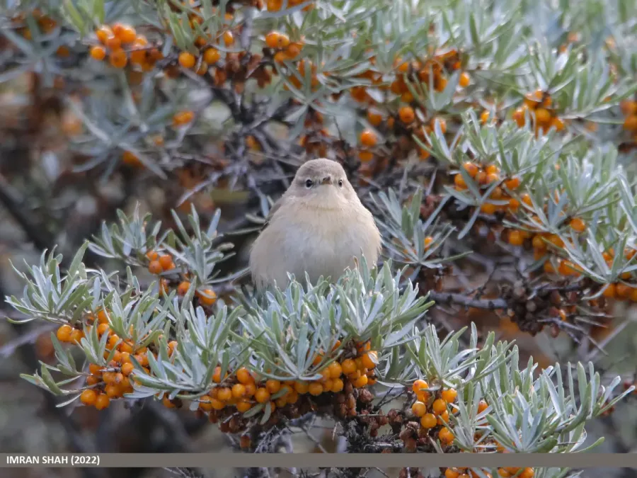 File:Mountain Chiffchaff (Phylloscopus sindianus) (53618821691).jpg