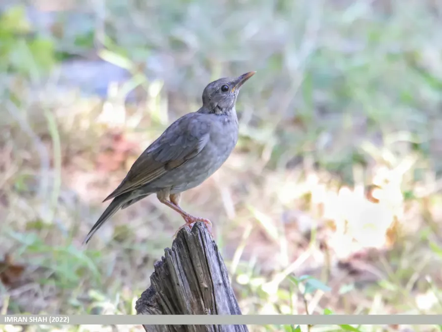 File:Tickell's Thrush (Turdus unicolor) (53619265660).jpg