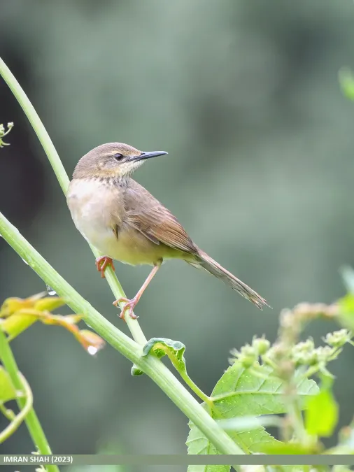File:Long-billed Bush Warbler (Locustella major) (53619026563).jpg