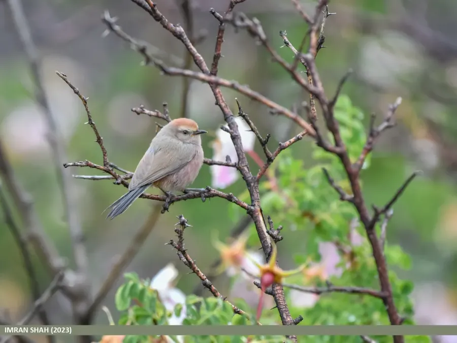 File:White-browed Tit Warbler (Leptopoecile sophiae) (53619261740).jpg