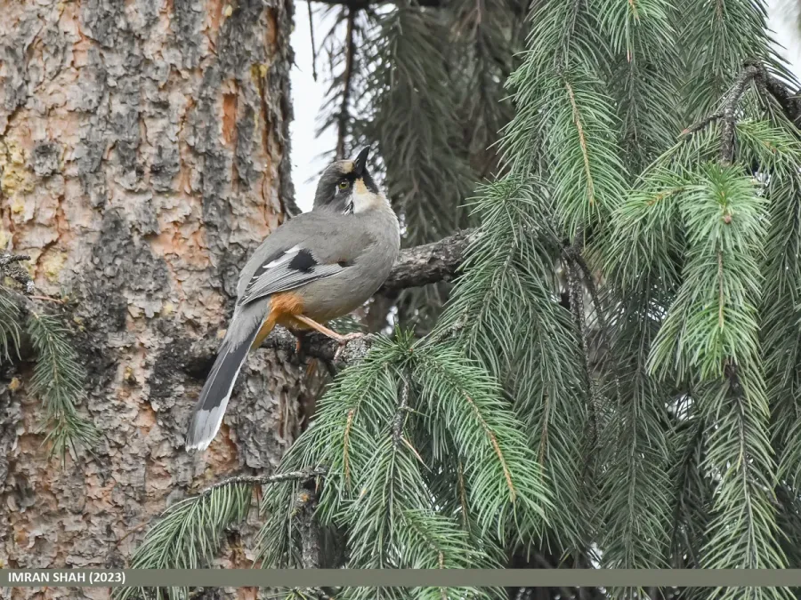 File:Variegated Laughingthrush (Trochalopteron variegatum) (53617942597).jpg