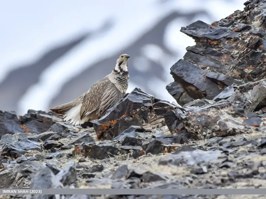 File:Himalayan Snowcock (Tetraogallus himalayensis) (53618818491).jpg