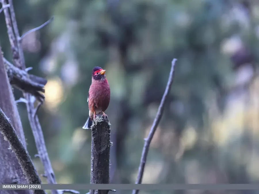 File:Spectacled Finch (Callacanthis burtoni) (53619023388).jpg