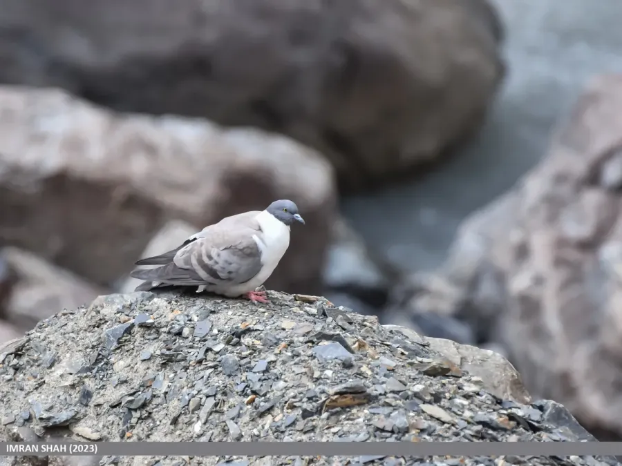 File:Snow Pigeon (Columba leuconota) (53583169255).jpg
