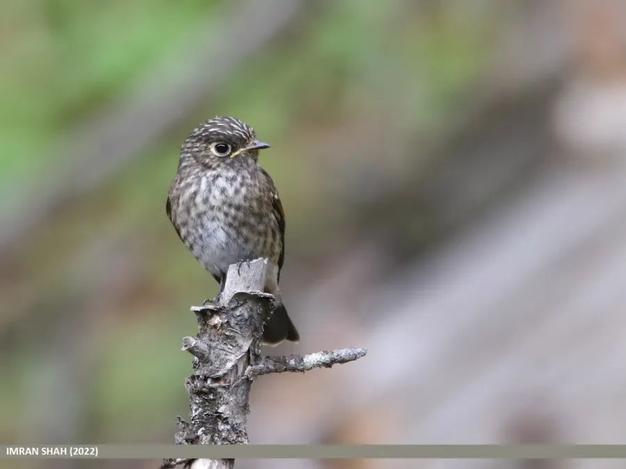 File:Dark-sided Flycatcher (Muscicapa sibirica) (53590321688).jpg