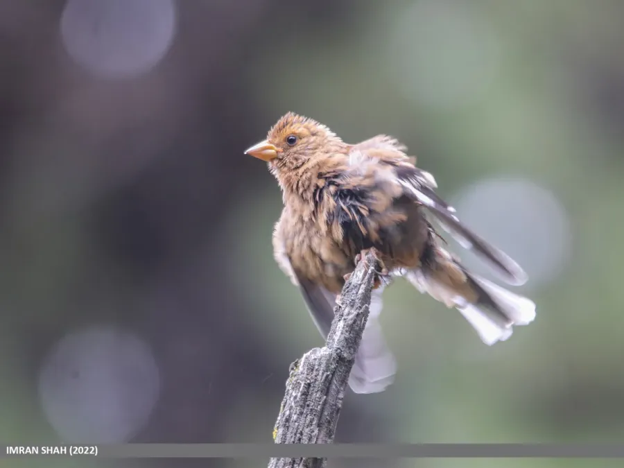 File:Spectacled Finch (Callacanthis burtoni) (53604028208).jpg