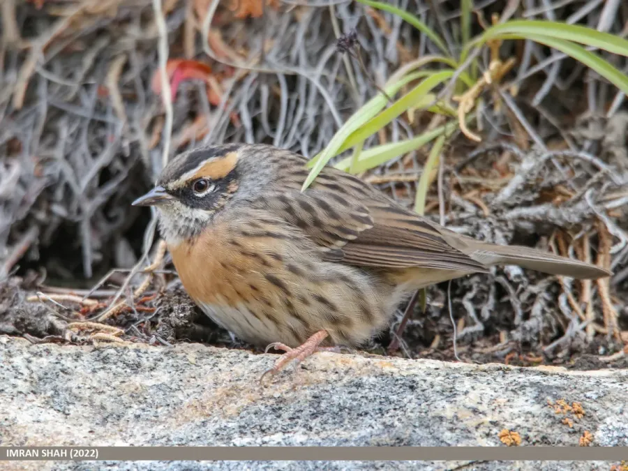 File:Rufous-breasted Accentor (Prunella strophiata) (53604275700).jpg