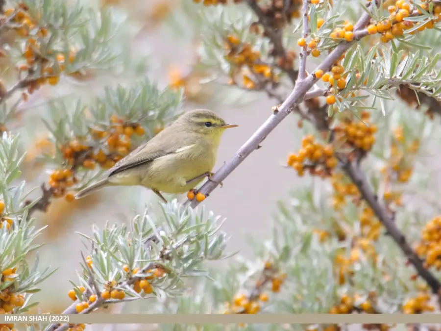 File:Tickell's Leaf Warbler (Phylloscopus affinis) (53602935552).jpg
