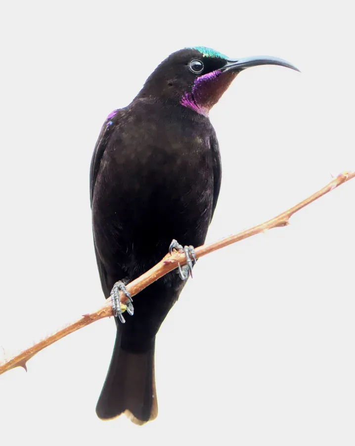 File:Amethyst sunbird, Chalcomitra amethystina, male at Loodswaai, Gauteng, South Africa. - 50613935926, crop.jpg