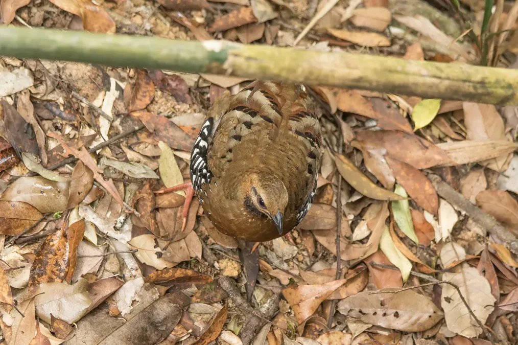 File:Arborophila cambodiana diversa 133528507.jpg