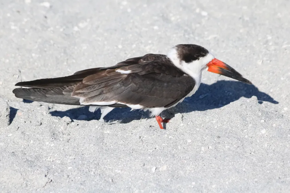 File:Rynchops niger on Venice Beach.jpg