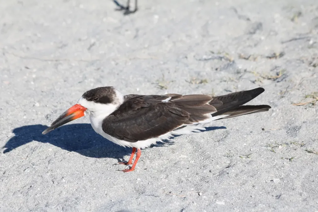 File:Rynchops niger on Venice Beach 2.jpg