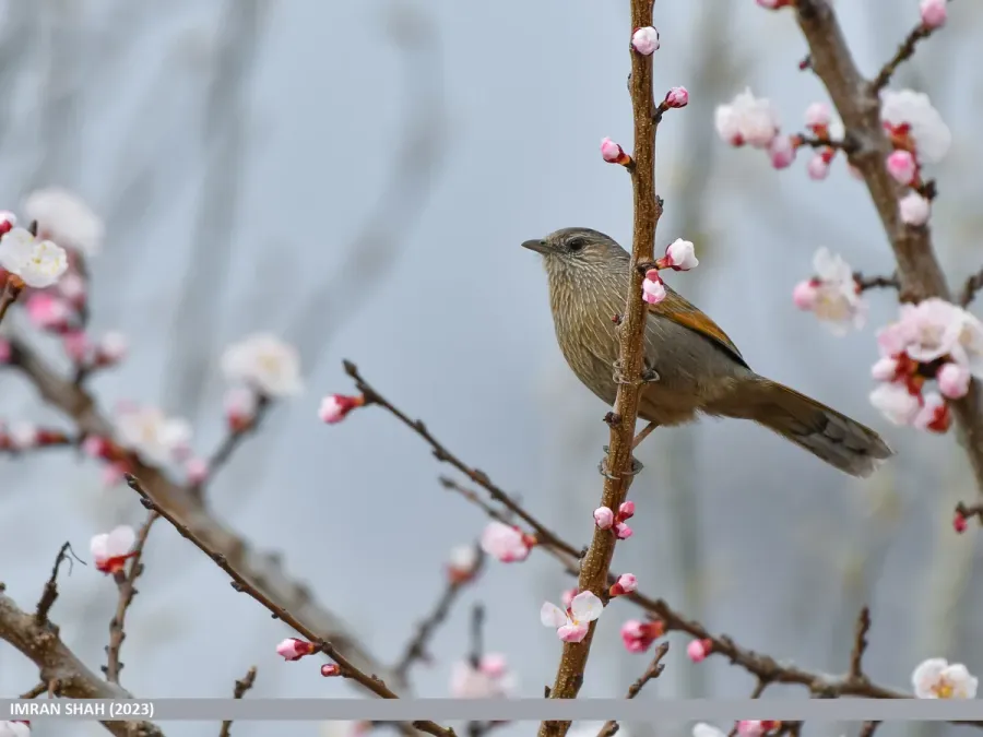 File:Streaked Laughingthrush (Trochalopteron lineatum) (53638796634).jpg