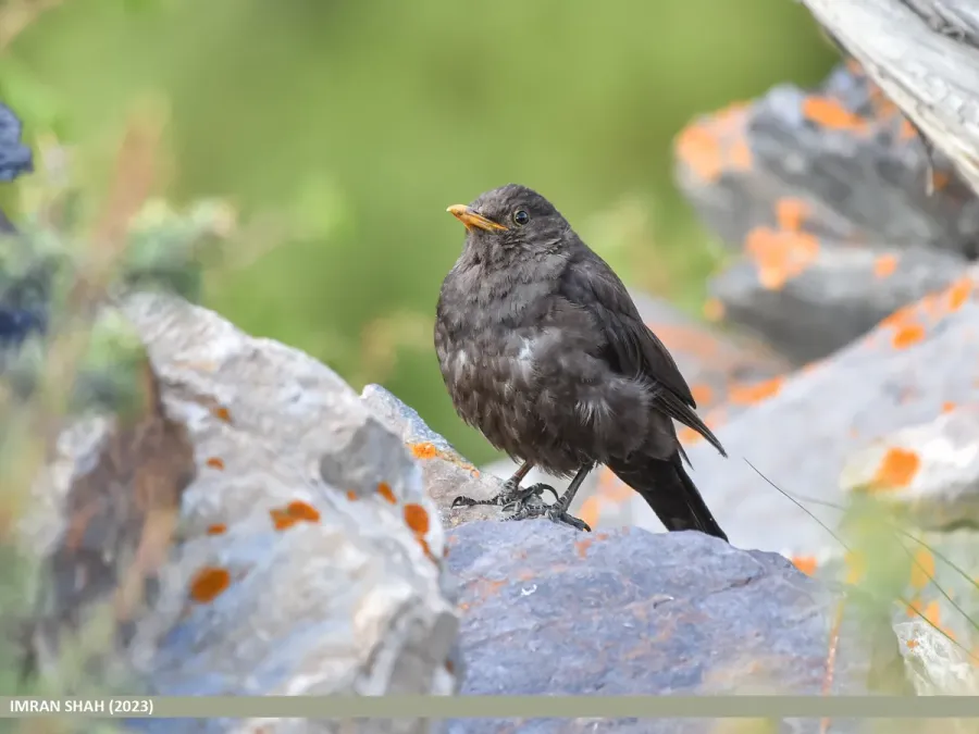File:Tibetan Blackbird (Turdus maximus) (53638914725).jpg