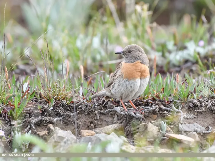 File:Robin Accentor (Prunella rubeculoides) (53548635068).jpg