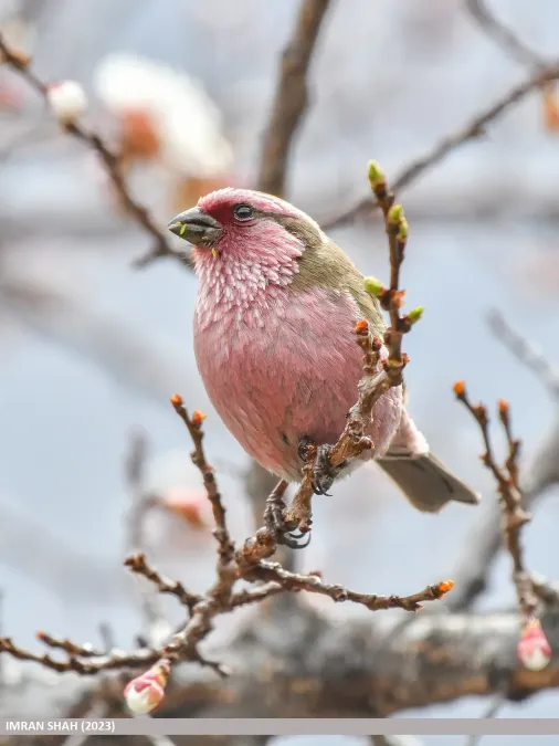 File:Himalayan White-browed Rosefinch (Carpodacus thura) (53554611677).jpg
