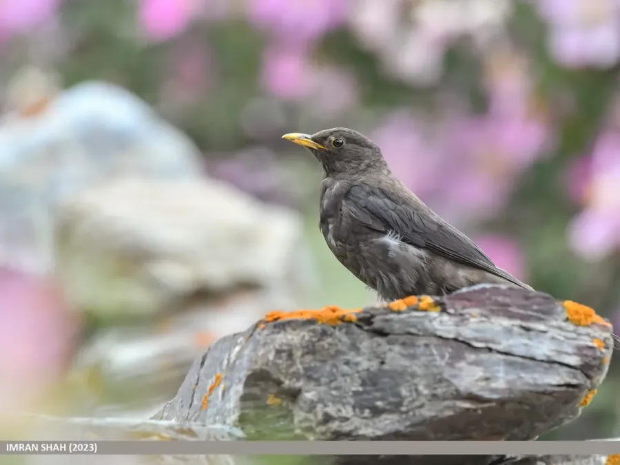 File:Tibetan Blackbird (Turdus maximus) (53565196649).jpg